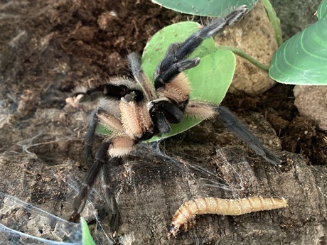Monocentropus balfouri threat display