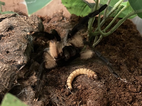 Monocentropus balfouri with a morio worm (threat pose)