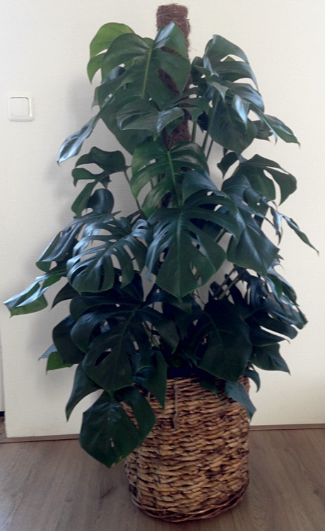 Monstera deliciosa in our living room