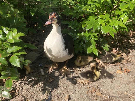 Mother duck with five ducklings