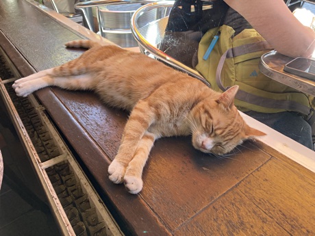 An orange cat on the window stool