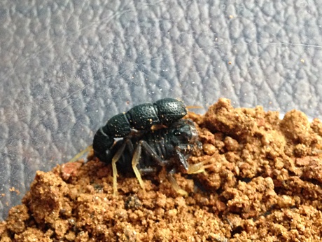 Orthochirus innesi in a plastic cup