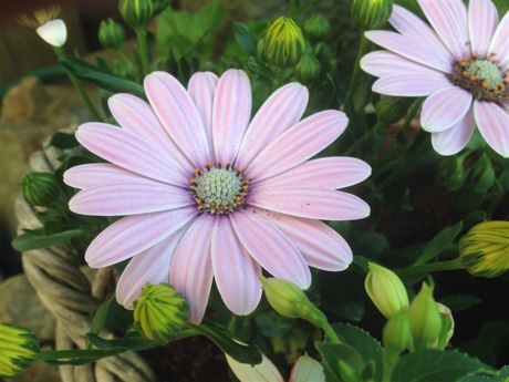 River daisy, Osteospermum ecklonis, flowering