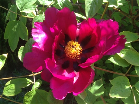 Mudan (Paeonia suffruticosa) flowering