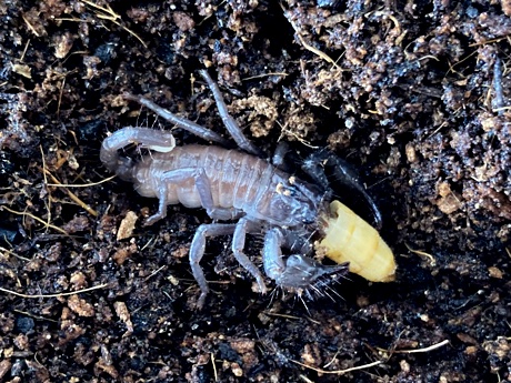 Pandinus imperator eating a piece of super worm