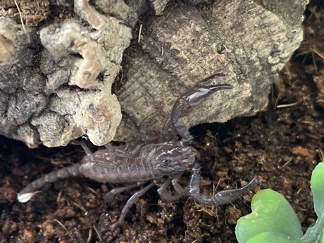 Pandinus imperator