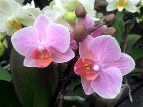 Moth Orchid Phalaenopsis sp. flowering