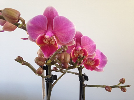 Moth Orchid Phalaenopsis sp. flowering