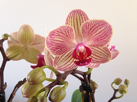 Moth Orchid Phalaenopsis sp. flowering