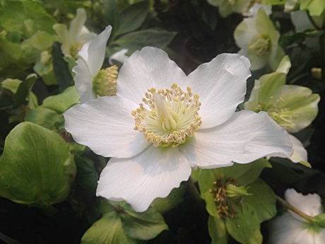 Philadelphus incanus, Hairy mock orange