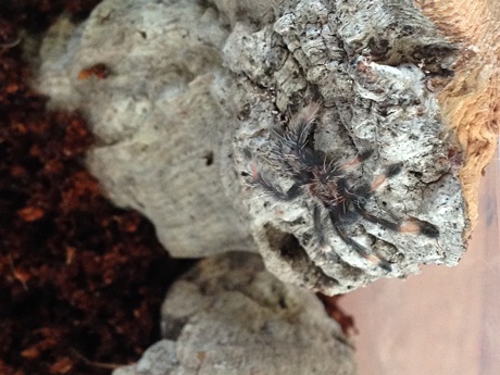 Psalmopoeus cambridgei sling in its terrarium