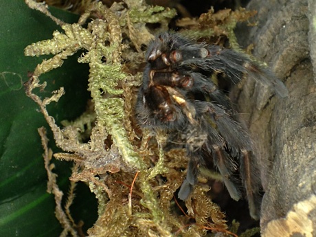 Psalmopoeus irminia molt