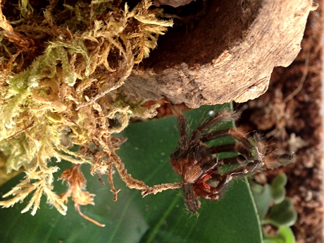 Psalmopoeus irminia molt