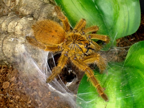 Pterinochilus murinus eating near its burrow entry