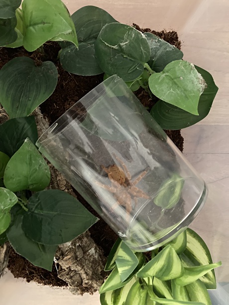 Pterinochilus murinus in a catch cup inside the new enclosure.