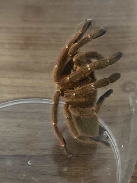 Pterinochilus murinus in a catch cup