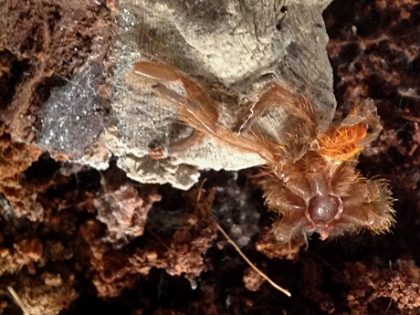 Pterinochilus murinus molt