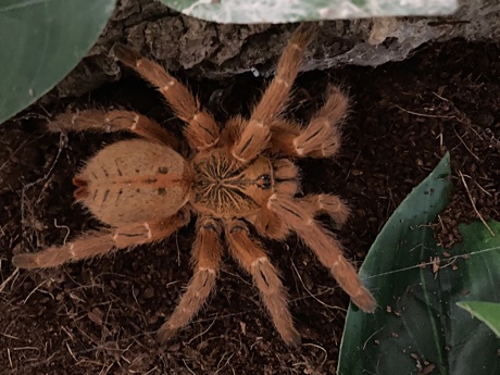 Pterinochilus murinus RCF out and about