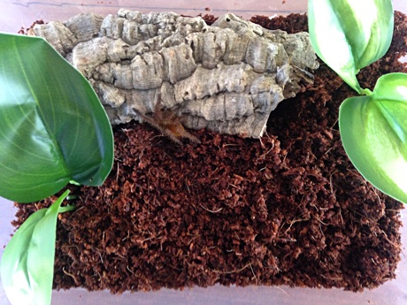 Pterinochilus murinus terrarium