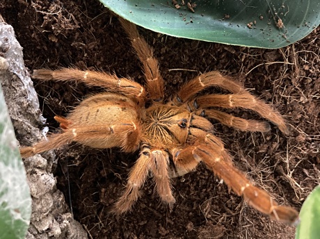 Pterinochilus murinus with Morio larva