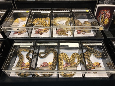 Python regius on display