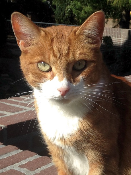 Close-up of a red cat on a bridge