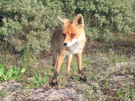 Red fox, Vulpes vulpes. Photo by Adam