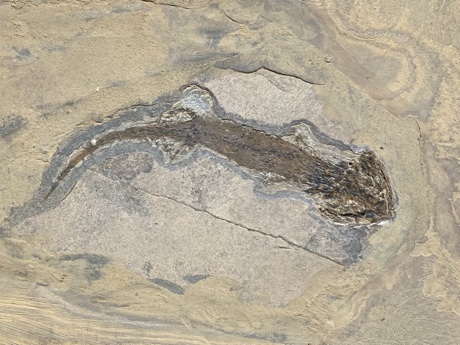 Sclerocephalus sp. fossil