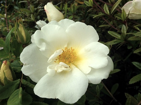 Scotch rose, Rosa spinosissima, flowering