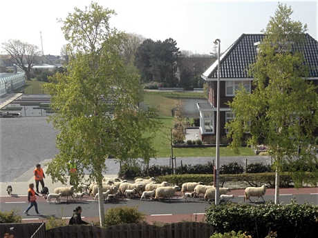 Sheep walking on the road