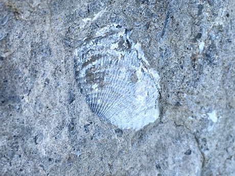 Fossilized shell close up