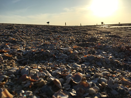 Shells on the beach