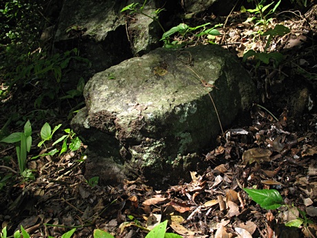 Habitat of short-tailed whipscorpions near Palmarejo
