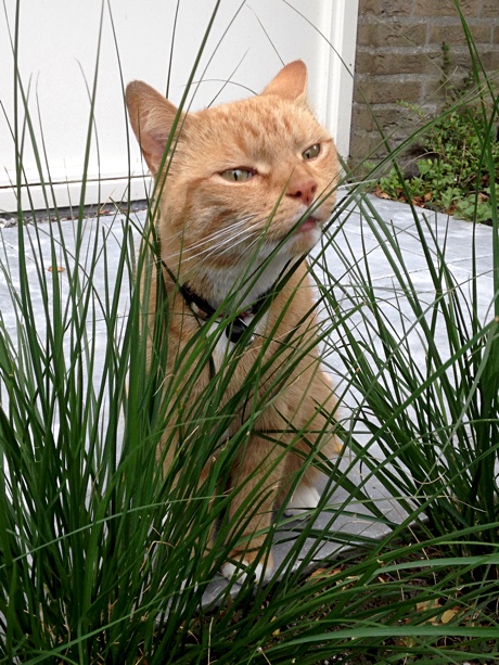 A shy orange tabby cat