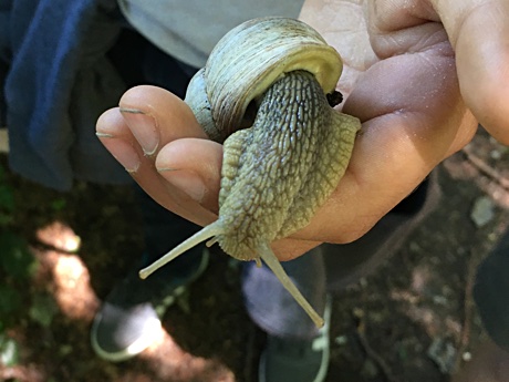 A large snail on Adam's hand