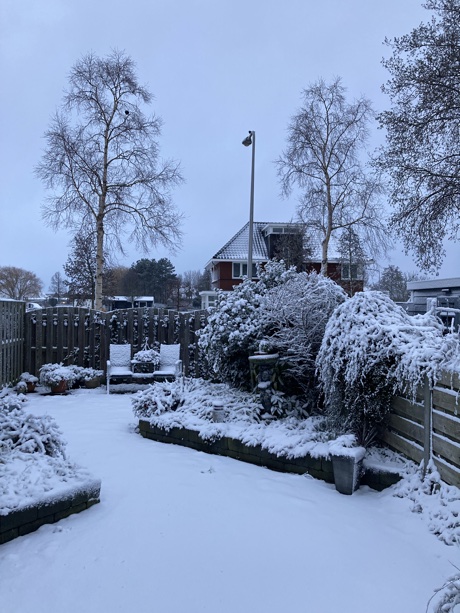 Snow in the garden