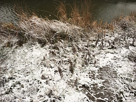 Snow on grass near the waterside