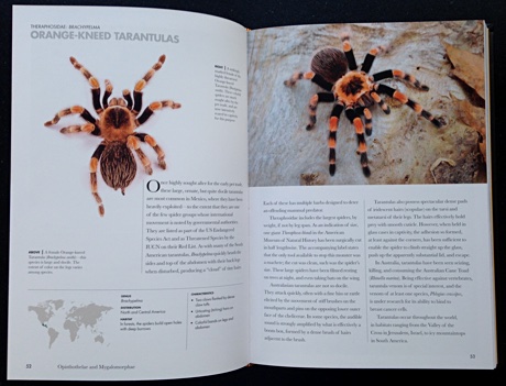 Inside Spiders of the World