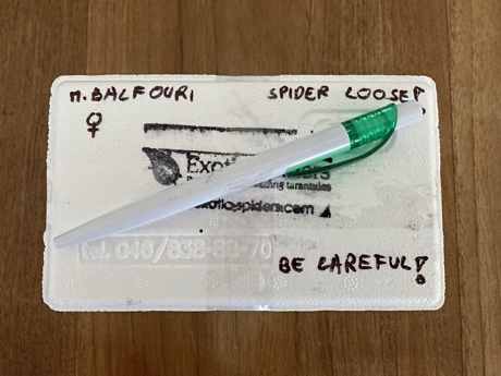 Styrofoam thermobox containing a Monocentropus balfouri