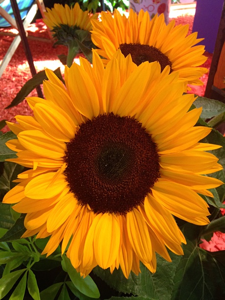 Close-up of a beautiful sun flower
