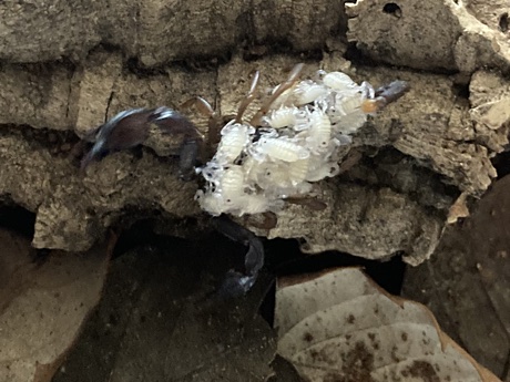 Tetratrichobothrius flavicaudis with scorplings