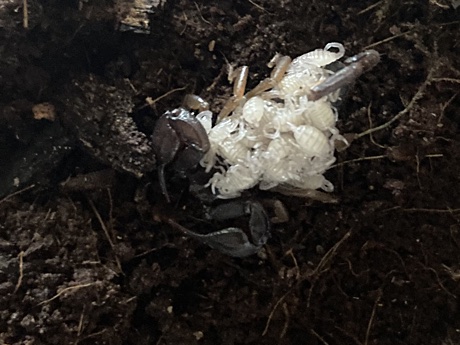 Another Tetratrichobothrius flavicaudis with scorplings