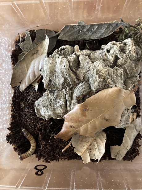 Tetratrichobothrius flavicaudis enclosure