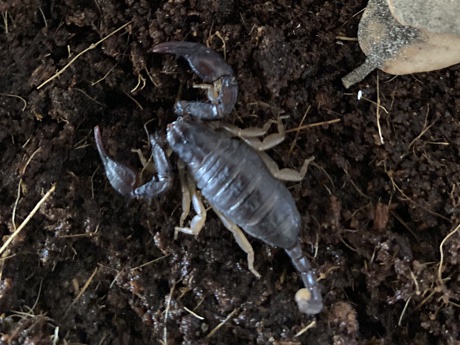 Tetratrichobothrius flavicaudis, possible adult gravid female