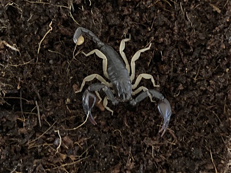 Tetratrichobothrius flavicaudis, possible adult male