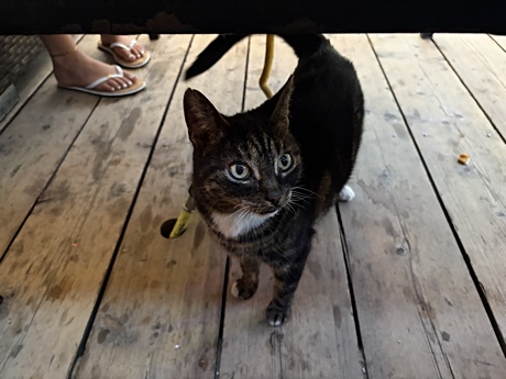 The beach club cat underneath our table