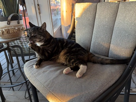 The beach club cat grooming itself
