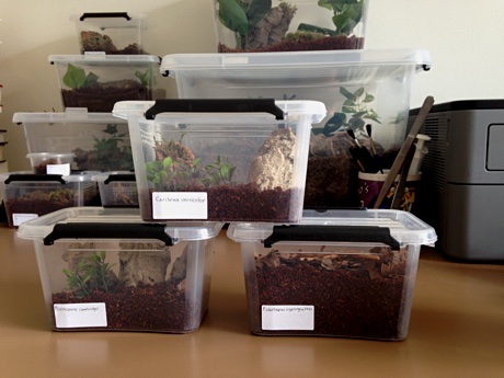 The three sling terrariums on my desk