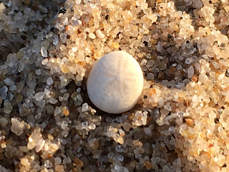 Tiny skeleton of a sea urchin up close