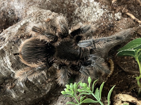 Tliltocatl albopilosus with Morio larva